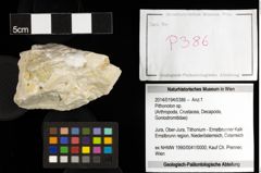 Foto (Objekt + Etiketten) von Pithonoton sp. 